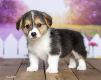 Kaden, a male Pembroke Welsh Corgi for sale in North Adams, MI – 1 of 5