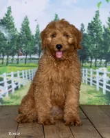 Rosie, a female Miniature Goldendoodle for sale in North Adams, MI – 2 of 5