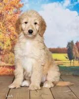 Lady, a female Goldendoodle for sale in North Adams, MI – 2 of 5