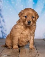 Judy, a female Golden Retriever for sale in North Adams, MI – Photo 2 of 5
