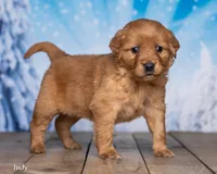 Judy, a female Golden Retriever for sale in North Adams, MI – Photo 1 of 5