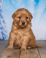 Judy, a female Golden Retriever for sale in North Adams, MI – Photo 3 of 5