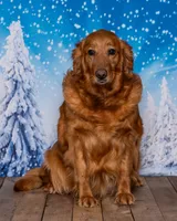 Judy, a female Golden Retriever for sale in North Adams, MI – Photo 4 of 5