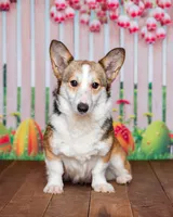 Jax, a male Pembroke Welsh Corgi for sale in North Adams, MI – 4 of 5
