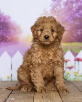 Rosie, a female Miniature Goldendoodle for sale in North Adams, MI – 2 of 5