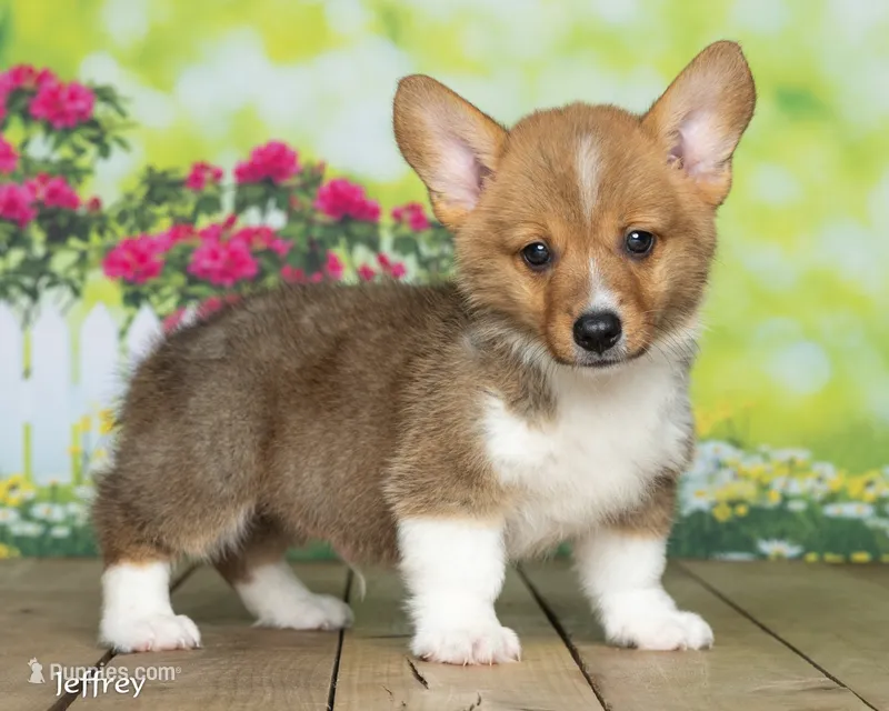 Jeffery – Pembroke Welsh Corgi puppy for sale in North Adams, MI