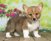 Jeffery, a male Pembroke Welsh Corgi for sale in North Adams, MI – 1 of 5