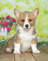 Annie, a female Pembroke Welsh Corgi for sale in North Adams, MI – 2 of 5