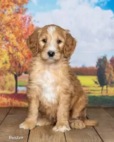 Rufus, a male Goldendoodle for sale in North Adams, MI – 3 of 5