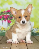 Sarah, a female Pembroke Welsh Corgi for sale in North Adams, MI – 2 of 5
