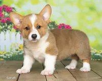 Sarah, a female Pembroke Welsh Corgi for sale in North Adams, MI – 1 of 5