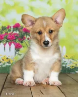 Lizzie, a female Pembroke Welsh Corgi for sale in North Adams, MI – 2 of 5
