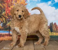 Bruno, a male Goldendoodle for sale in North Adams, MI – 1 of 5