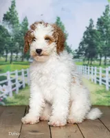 Daisy, a female Miniature Goldendoodle for sale in North Adams, MI – 3 of 5
