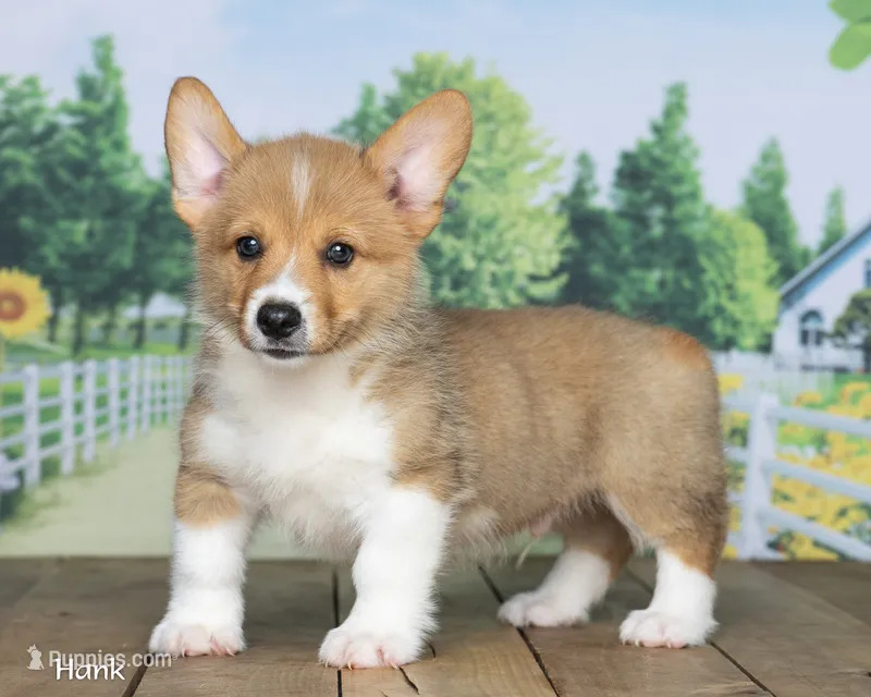 Hank – Pembroke Welsh Corgi puppy for sale in North Adams, MI