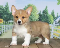 Hank, a male Pembroke Welsh Corgi for sale in North Adams, MI – 1 of 5