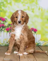 Buster, a male Goldendoodle for sale in North Adams, MI – Photo 3 of 5