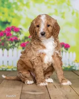 Buster, a male Goldendoodle for sale in North Adams, MI – Photo 2 of 5