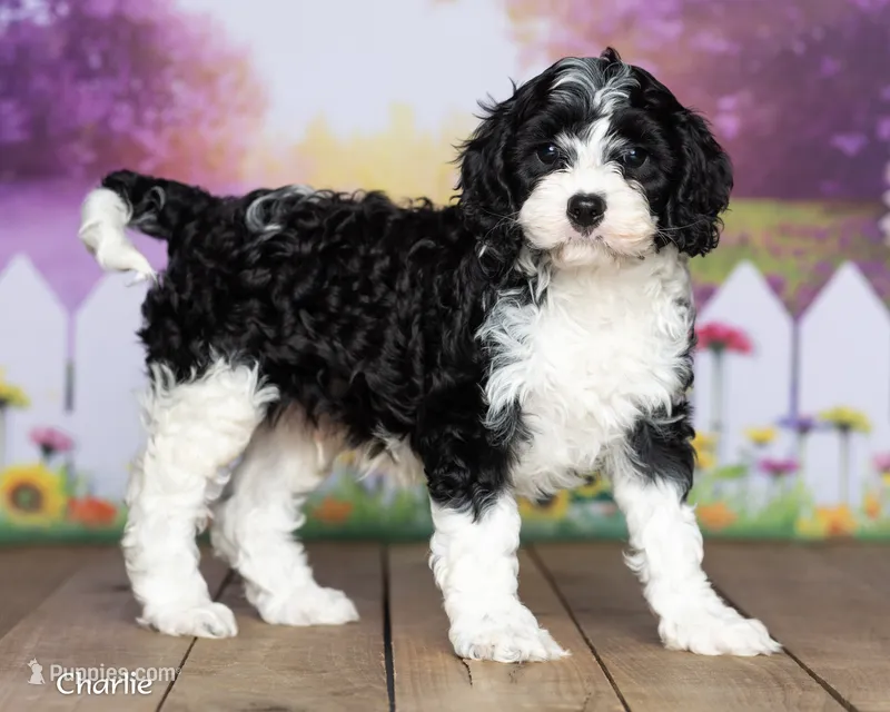 Charlie – Cavapoo puppy for sale in North Adams, MI