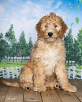 Oliver, a male Goldendoodle for sale in North Adams, MI – 3 of 5