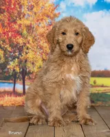 Bruno, a male Goldendoodle for sale in North Adams, MI – 3 of 5