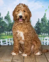 Cooper, a male Goldendoodle for sale in North Adams, MI – 3 of 5