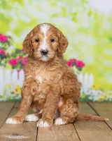 Cooper, a male Goldendoodle for sale in North Adams, MI – Photo 3 of 5