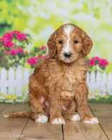 Cooper, a male Goldendoodle for sale in North Adams, MI – Photo 2 of 5