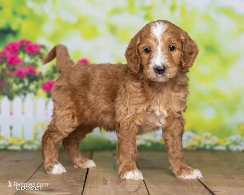 Cooper – Goldendoodle puppy for sale in North Adams, MI