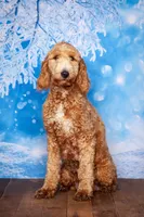 Chester, a male Miniature Goldendoodle for sale in North Adams, MI – 4 of 5