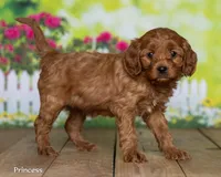 Princess, a female Cavapoo for sale in North Adams, MI – Photo 1 of 5