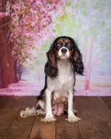 Princess, a female Cavapoo for sale in North Adams, MI – Photo 4 of 5