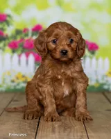 Princess, a female Cavapoo for sale in North Adams, MI – Photo 2 of 5