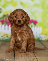 Princess, a female Cavapoo for sale in North Adams, MI – Photo 3 of 5