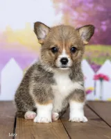 Jazz, a male Pembroke Welsh Corgi for sale in North Adams, MI – 2 of 5
