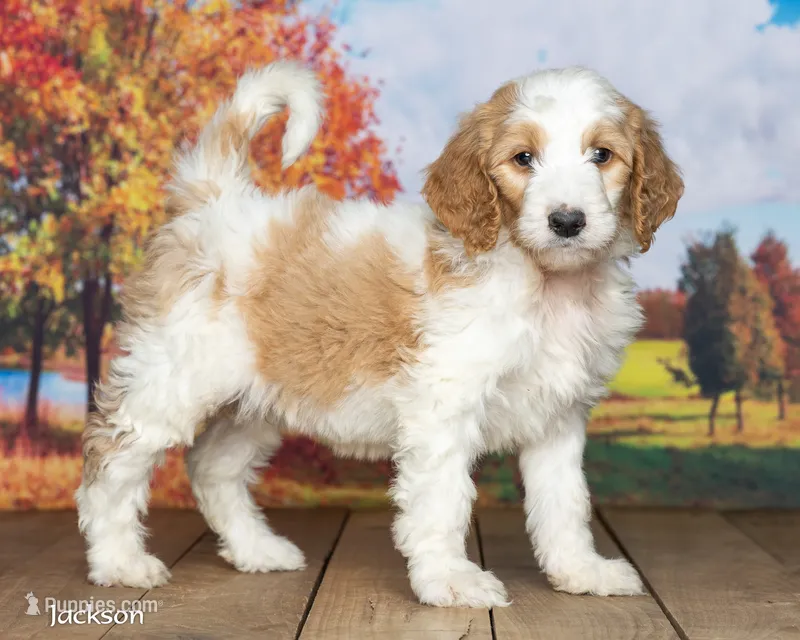 Jackson – Goldendoodle puppy for sale in North Adams, MI