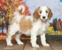 Jackson, a male Goldendoodle for sale in North Adams, MI – 1 of 5