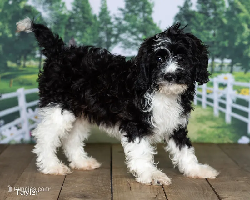 Taylor – Cavapoo puppy for sale in North Adams, MI