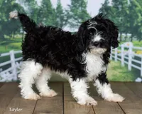 Taylor, a male Cavapoo for sale in North Adams, MI – 1 of 5