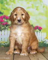 Travis, a male Goldendoodle for sale in North Adams, MI – 3 of 5