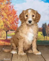 Rufus, a male Goldendoodle for sale in North Adams, MI – 2 of 5