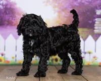 Kayla, a female Cavapoo for sale in North Adams, MI – 1 of 5