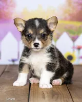 Javen, a male Pembroke Welsh Corgi for sale in North Adams, MI – 3 of 5