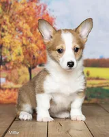 Millie , a female Pembroke Welsh Corgi for sale in North Adams, MI – 3 of 5