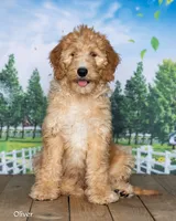 Oliver, a male Goldendoodle for sale in North Adams, MI – 2 of 5
