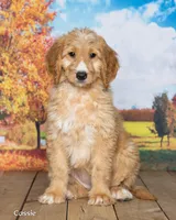 Cassie, a female Goldendoodle for sale in North Adams, MI – 2 of 5
