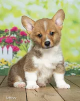 Jeffery, a male Pembroke Welsh Corgi for sale in North Adams, MI – 2 of 5