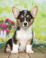 Lacey, a female Pembroke Welsh Corgi for sale in North Adams, MI – 2 of 5