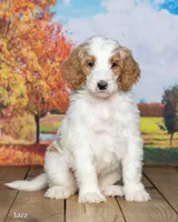 Jaz, a male Goldendoodle for sale in North Adams, MI – 2 of 5