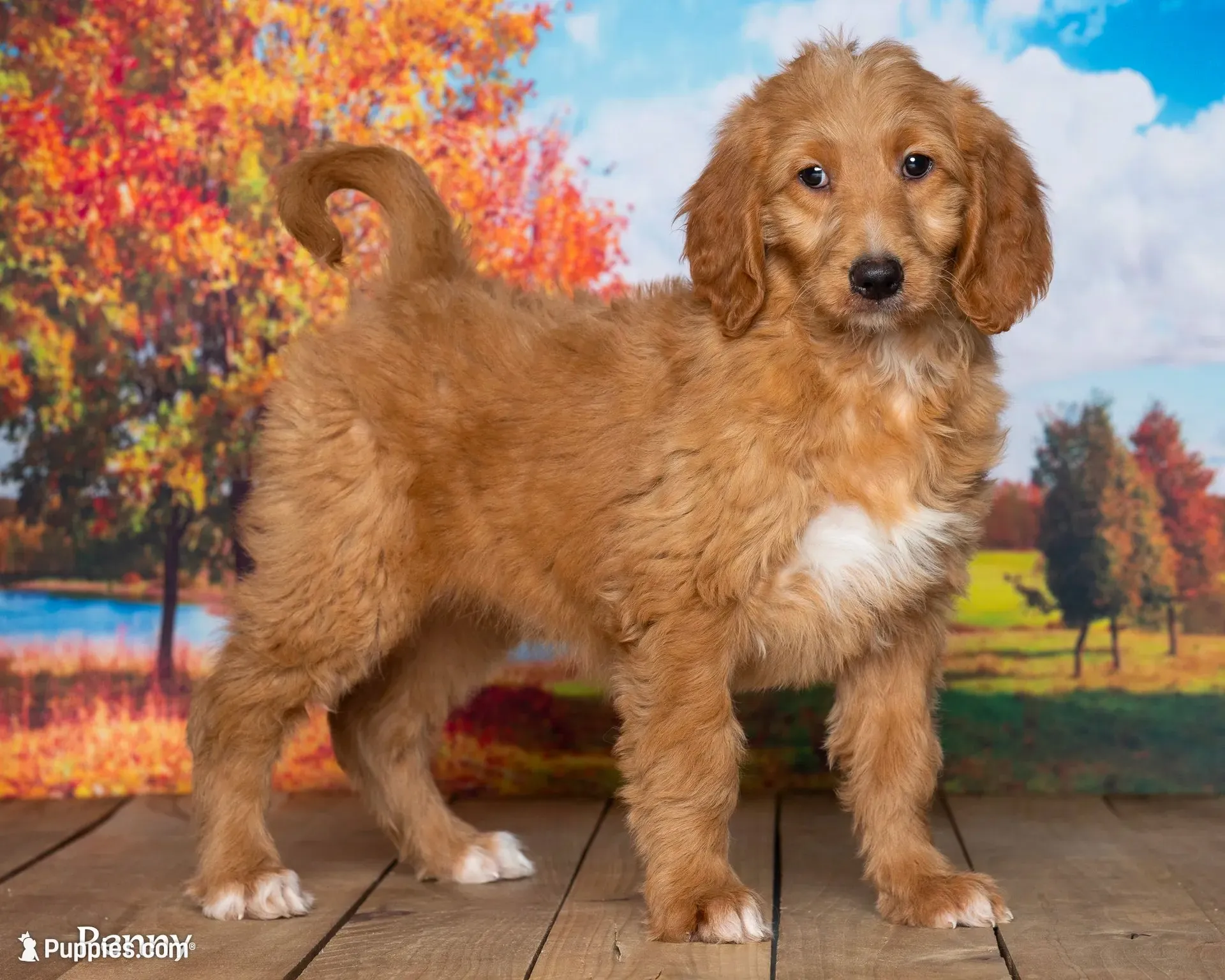 Penny, a female Goldendoodle for sale in North Adams, MI – 1 of 5